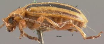 Media type: image; Entomology 18751   Aspect: habitus lateral view